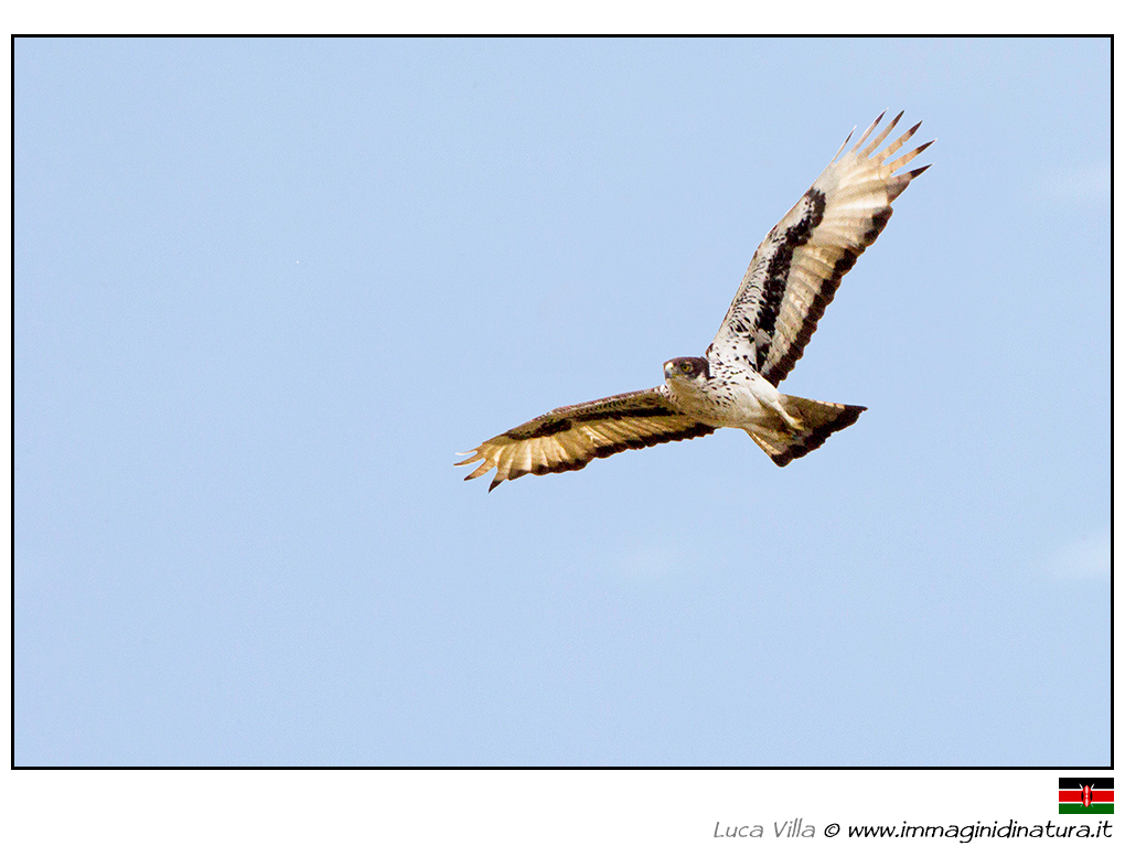 Aquila minore africana - Aquila spilogaster